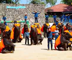 Pattaya Holiday